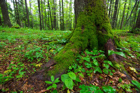 Inside of the green wild forest