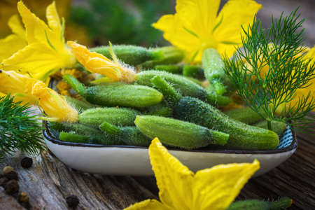 Raw Organic Mini Baby Cucumbersの写真素材