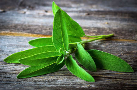 A bunch of fresh sage. Selective focusの写真素材