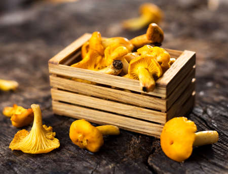 Fresh chanterelle mushrooms on a wooden backgroundの写真素材