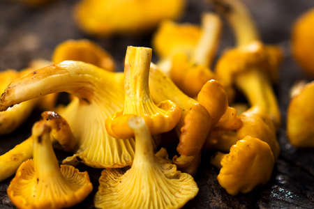 Fresh chanterelle mushrooms on a wooden backgroundの写真素材