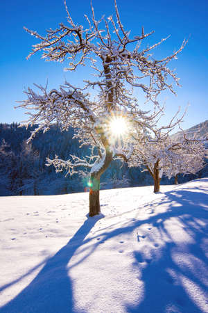 Winter landscape   in the morning.の写真素材