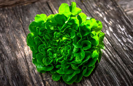 Organic lettuce head on rustic wooden backgroundの写真素材