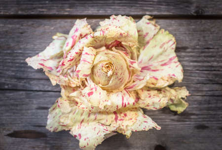 Fresh Radicchio salad on wooden backgroundの写真素材
