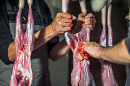 Butcher preparing rabbit meatの写真素材