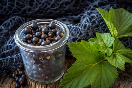 The blackcurrant (Ribes nigrum)の写真素材