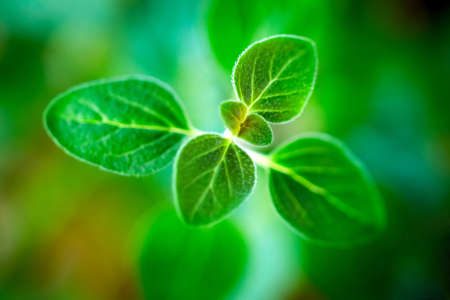 Fresh  oregano herb