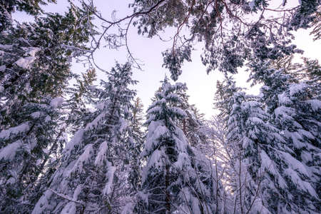 Winter snowy forestの写真素材