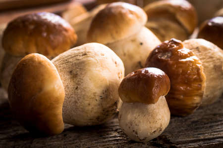 Fresh mushroomsの写真素材