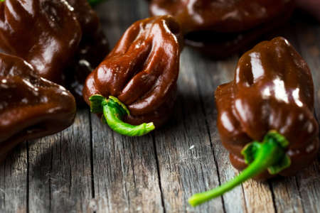 
Habanero chocolate chiliの写真素材