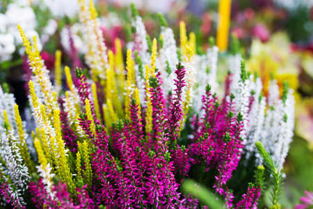 Flowers in florist shopの写真素材