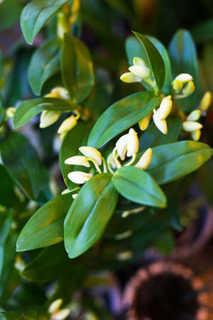 Flowers in florist shop