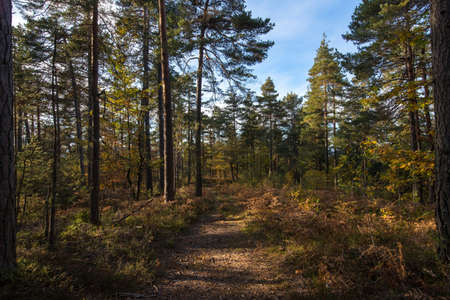 forestの写真素材