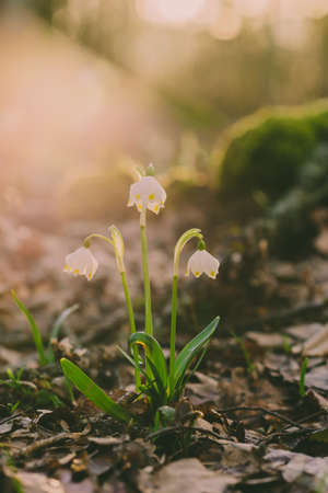 Early spring beautiful flowersの写真素材