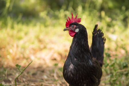 Detail of a black free-range hen standing in the grass of a sustainable farmの写真素材
