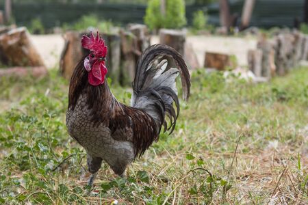 Beautiful Brown and grey free-range rooster standing in profile in a sustainable farmの写真素材