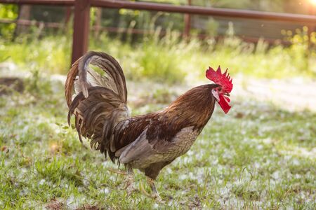 Brown and grey free-range rooster walking in a sustainable farmの写真素材
