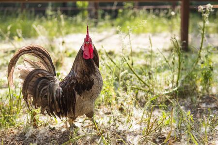 Brown and grey free-range rooster looking at camera in a sustainable farmの写真素材