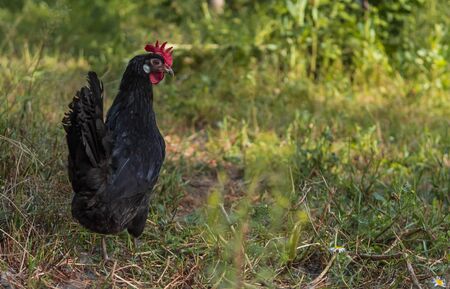 Black free-range hen standing in the grass of a sustainable farmの写真素材