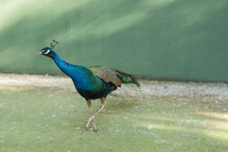 Blue and green peacock walking in a green enclosureの写真素材