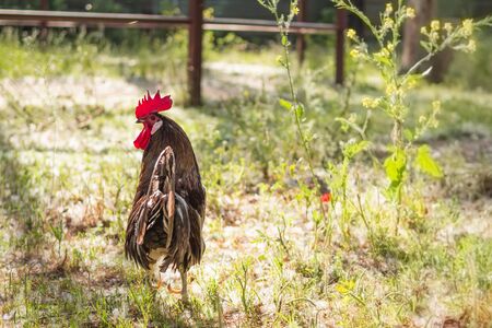 Grey and brown rooster on his back in a farmの写真素材