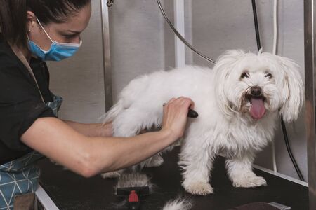 Caucasian female hairdresser with mask combing a cute Bichon Maltese dogの写真素材