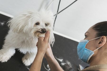 Caucasian female hairdresser with mask cutting the hair of the head of a cute Bichon Maltese dogの写真素材
