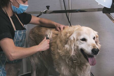 Beautiful female hairdresser with mask combing a cute Golden Retriever dog in a grooming platformの写真素材