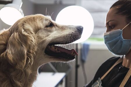 Beautiful caucasian female hairdresser checking the cut of a cute Golden Retriever dogの写真素材