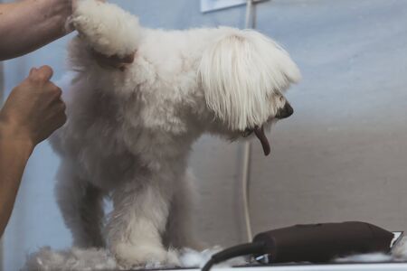 Unrecognizable hairdresser cutting the hair of a Bichon Maltese dog with a hair clipperの写真素材