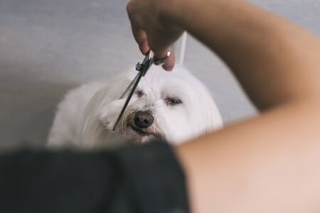 Unrecognizable hairdresser cutting the hair of the head of a Bichon Maltese dogの写真素材