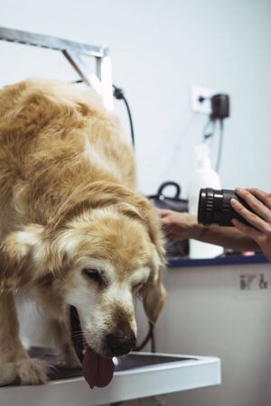 Unrecognizable hairdresser drying up a brown golden retriever dog hairの写真素材
