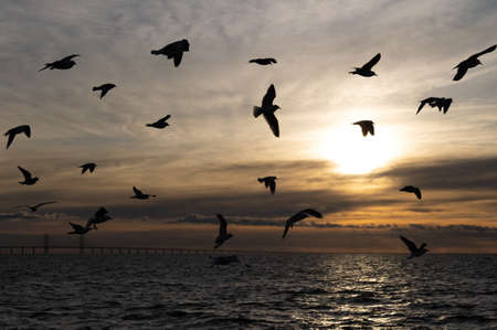 Seagull silhouettes in the sunsetの写真素材