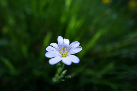 Single Stellaria Holostea flower on green background