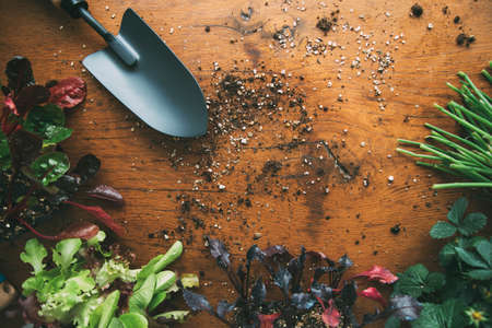 Vegetable garden shovel with seedlings and soil scattered on wooden base. Lettuce seedling. Onion seedling. Beet seedling. Chard seedlings. Strawberry seedlingsの写真素材