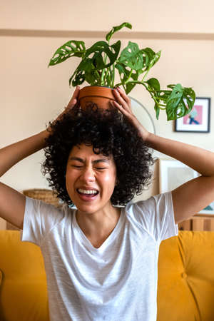 Young playful African American woman having fun, being carefree putting potted plant on her head....