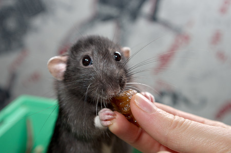 homemade rat eating with hand close upの写真素材