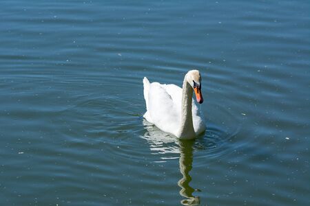 white Swan in the pond, reflection