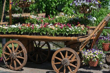 vintage wooden cart with pots of blooming flowers, spring moodの写真素材