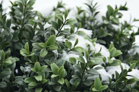 snow-dusted green Bushの写真素材