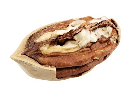 pecan close-up macro high resolution isolated on white backgroundの写真素材