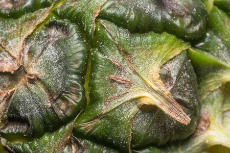pineapple peel close-up macro, backgroundの写真素材