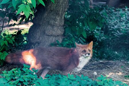 red beautiful wild Fox running through the forest