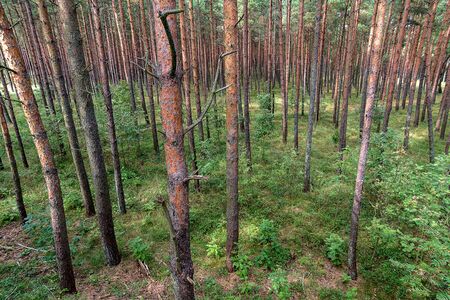 pine forest in summer, the view from the top on the tree trunks