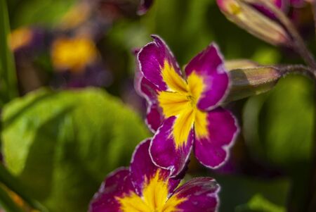 beautiful blooming spring purple pink flower on a sunny day in the park