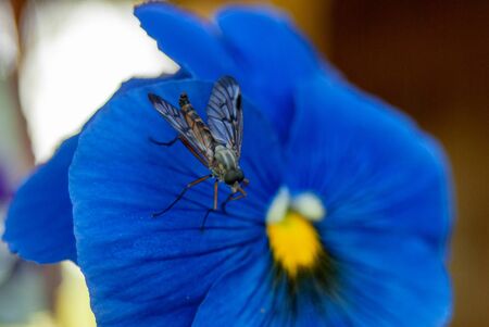 insect fly close-up macro on blue flower