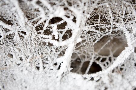 frozen web in winterの写真素材