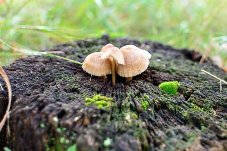 small mushrooms growing on a stump in the forestの写真素材