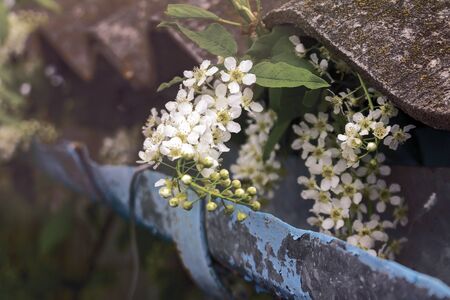 blooming white cherry blossoms on a tiled roof and drain background,spring summer moodの写真素材