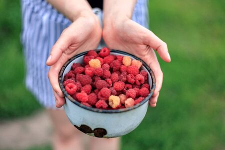 collected fresh juicy beautiful raspberry in hands, summer landscape, rustic mood